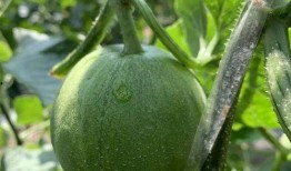 吃瓜的娱乐号,吃瓜群众视角下的明星幕后故事